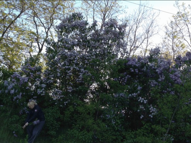 lilac picking